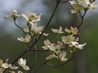 Flowering Dogwood